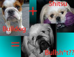 Bulldog+Shitsu= Bullsh**?